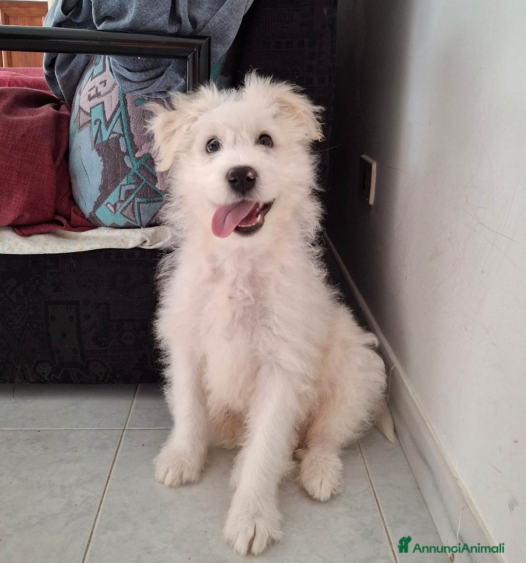 Meticcio cani in regalo: LEON, cucciolotto buffissimo! 3 MESI - Annuncio 6
