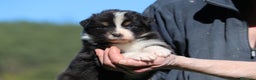 Australian Shepherd cani in vendita: PAstori Australiani cuccioli-Biancaneve e i 6 Nani - Annuncio 11
