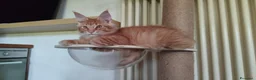 Maine Coon gatti in vendita: Dolcissimi cuccioli di Maine Coon xxl - Annuncio 19