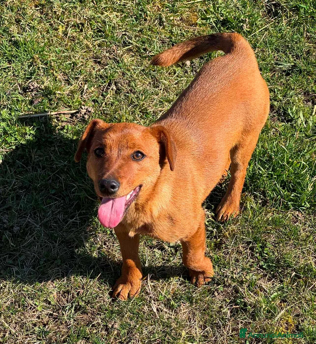 Meticcio cani in regalo: NIKITA, cucciola mix PINSCHER! Dolcissima - Annuncio 2