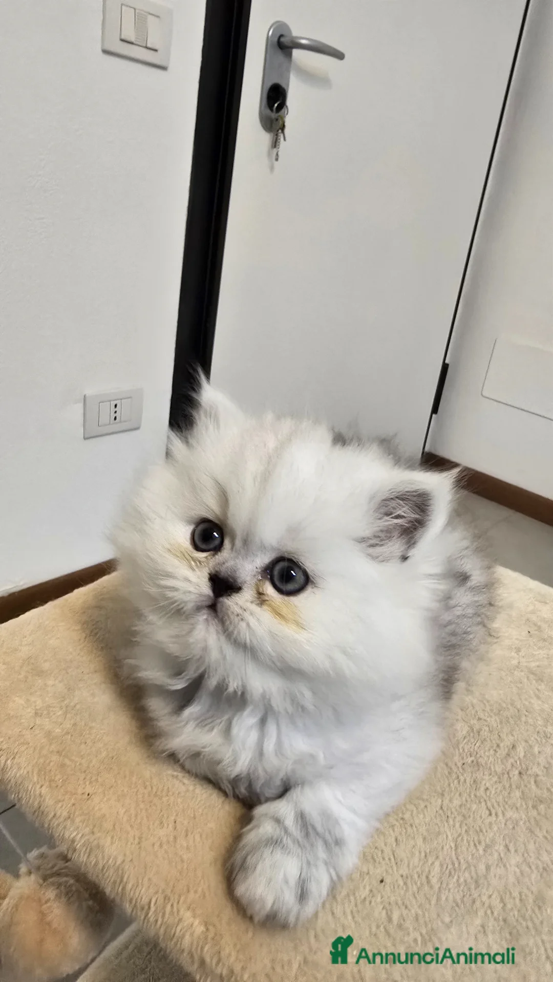 Persiano gatti in vendita: Vendo cuccioli di Persiano Chinchilla Silver  - Annuncio 2