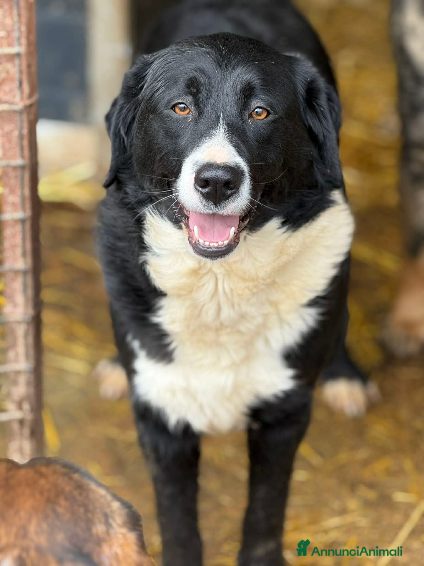 Meticcio cani EMIRA, bellissima tenerona in cerca di amore! - Annuncio 4