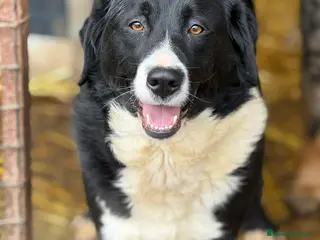 Meticcio cani EMIRA, bellissima tenerona in cerca di amore! - Annuncio 4