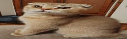 Scottish gatti in vendita: Gattini Scottish fold e Scottish Straight  - Annuncio 3
