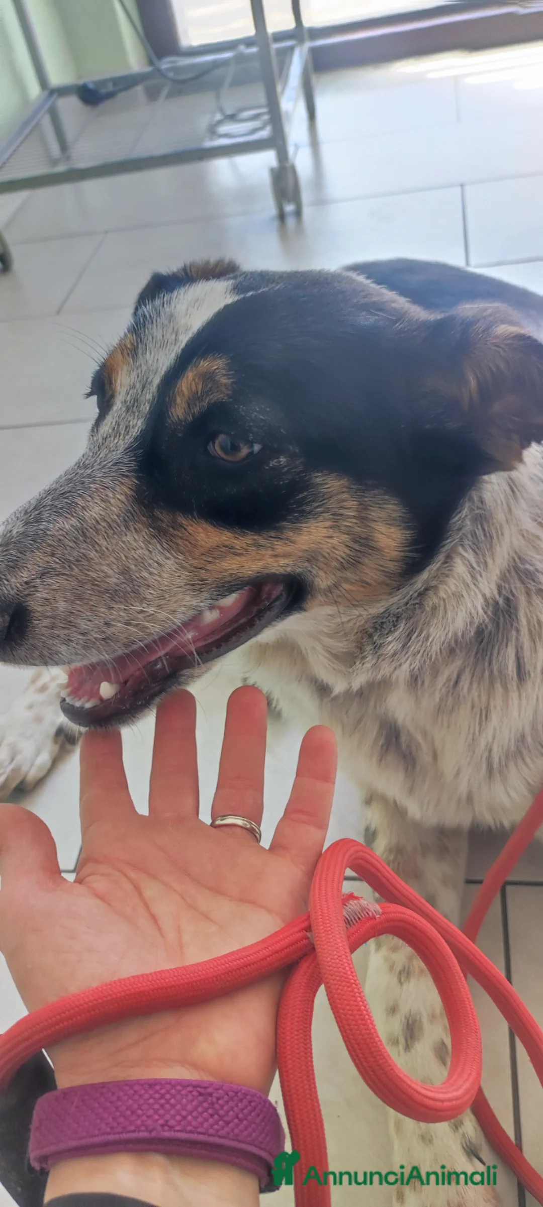 Meticcio cani in regalo: Kiki cerca casa - Annuncio 9