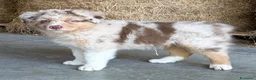 Australian Shepherd cani in vendita: Cuccioli Australian Shepherd - Annuncio 8