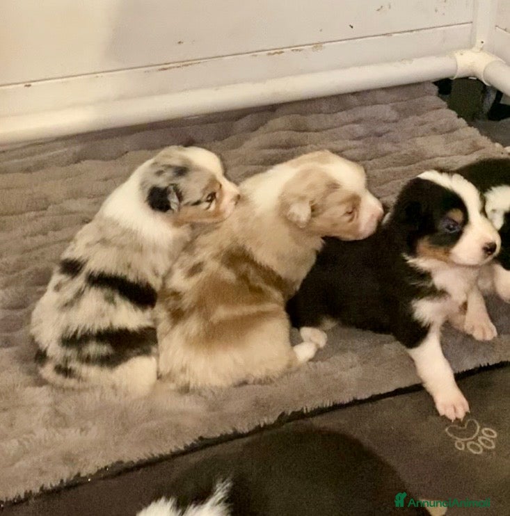 Australian Shepherd cani Australian Shepherd pastore Australiano cuccioli - Annuncio 1