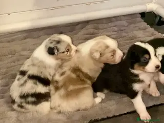 Australian Shepherd cani Australian Shepherd pastore Australiano cuccioli - Annuncio 1