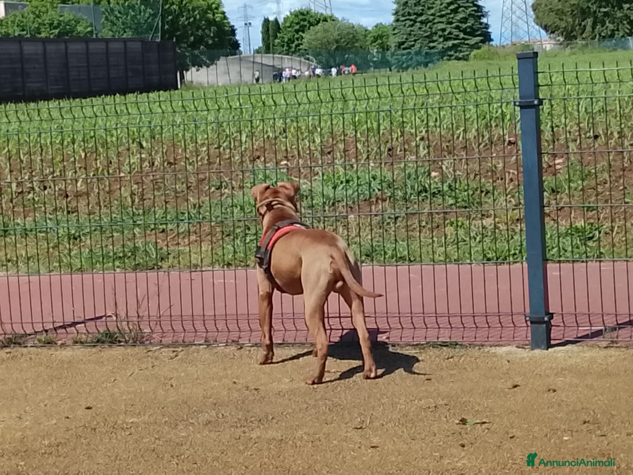 Pitbull cani Un cane per una famiglia buona  - Annuncio 20