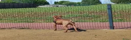 Pitbull cani in regalo: Un cane per una famiglia buona  a Provincia di Como - Annuncio 1