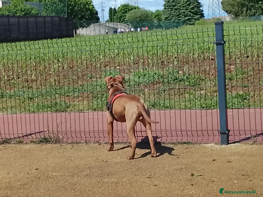 Pitbull cani in regalo: Un cane per una famiglia buona  a Provincia di Como - Annuncio 1