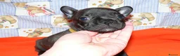 Bulldog Francese cani in vendita: CUCCIOLI BOULEDOGUE FRANCESE PEDIGREE a Provincia di Asti - Annuncio 5