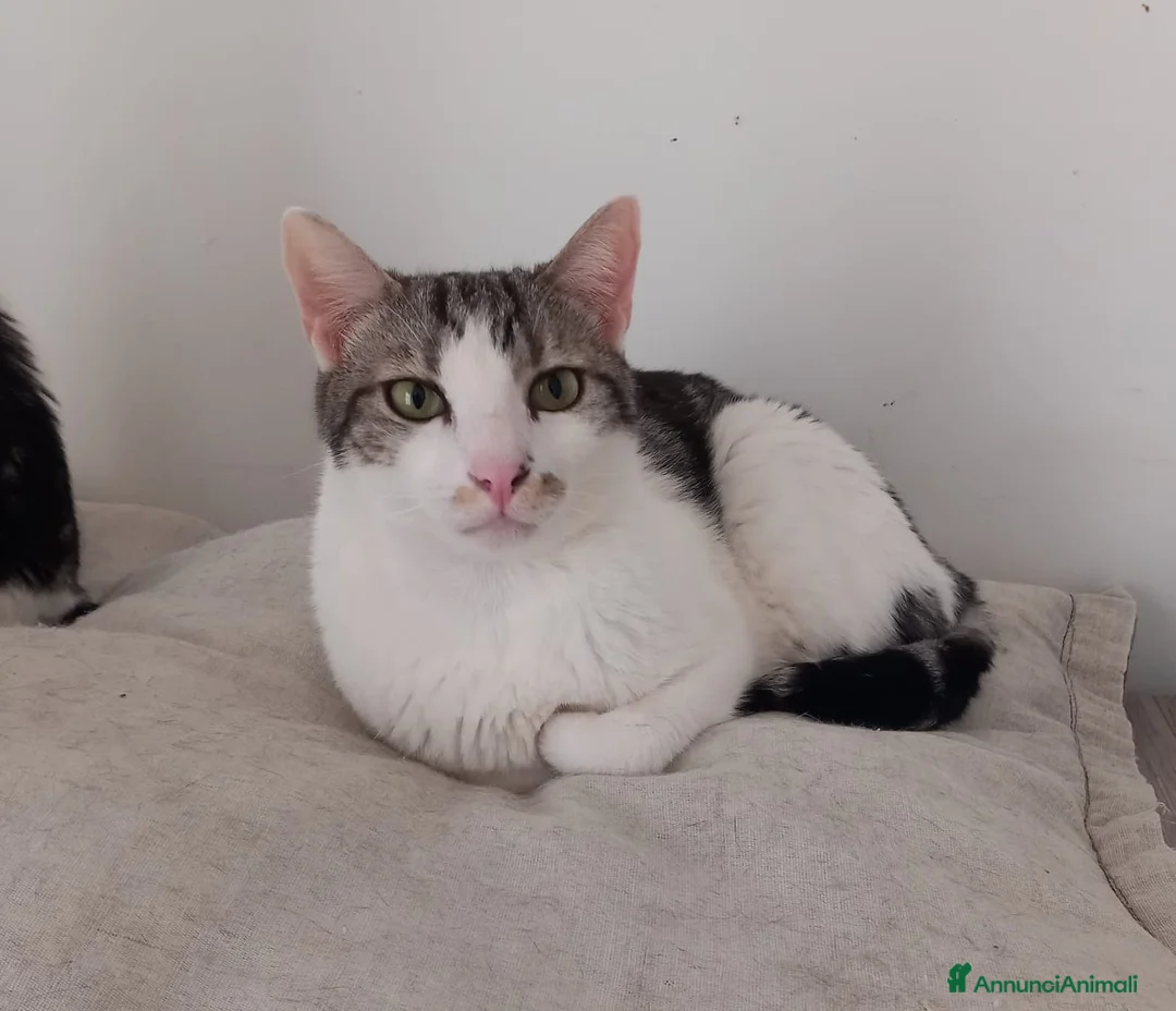 Europeo gatti in regalo: Miele, adorabile gatto da adottare! - Annuncio 3