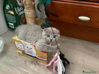 British gatti Scottish fold sthrait - Annuncio 17