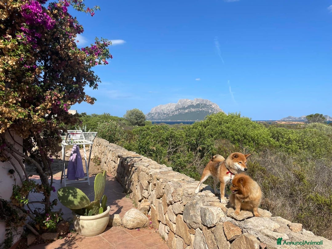 Immagine della galleria {{count}}