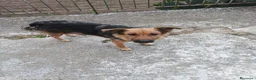 Meticcio cani in regalo: Sette cuccioli cercano adozione in famiglia a Città metropolitana di Milano - Annuncio 8