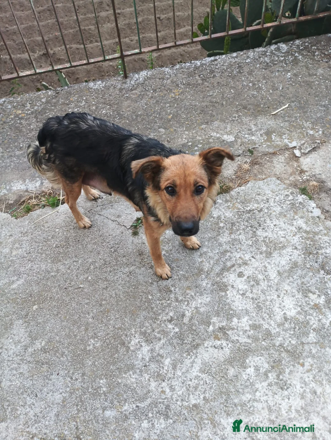 Meticcio cani in regalo: Sette cuccioli cercano adozione in famiglia a Città metropolitana di Milano - Annuncio 8