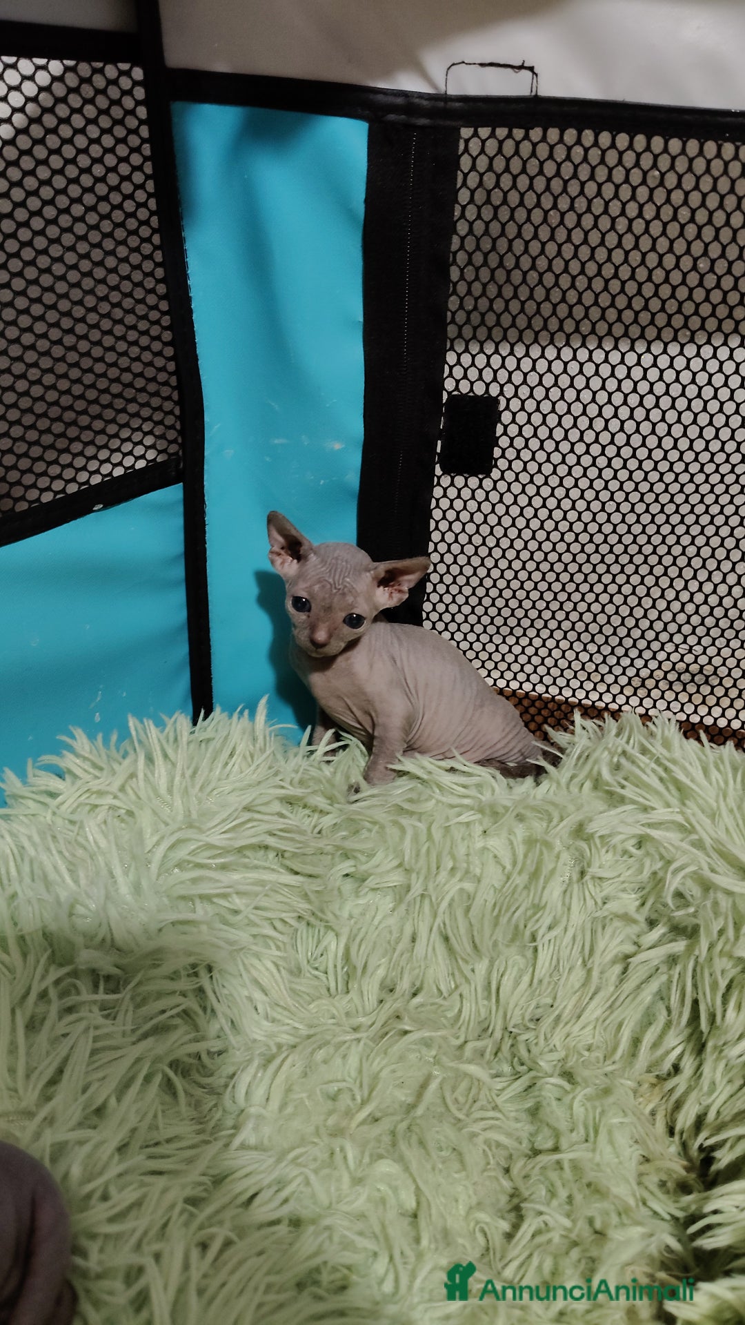 Sphynx gatti in vendita: Sphynx  a Città metropolitana di Catania - Immagine 2