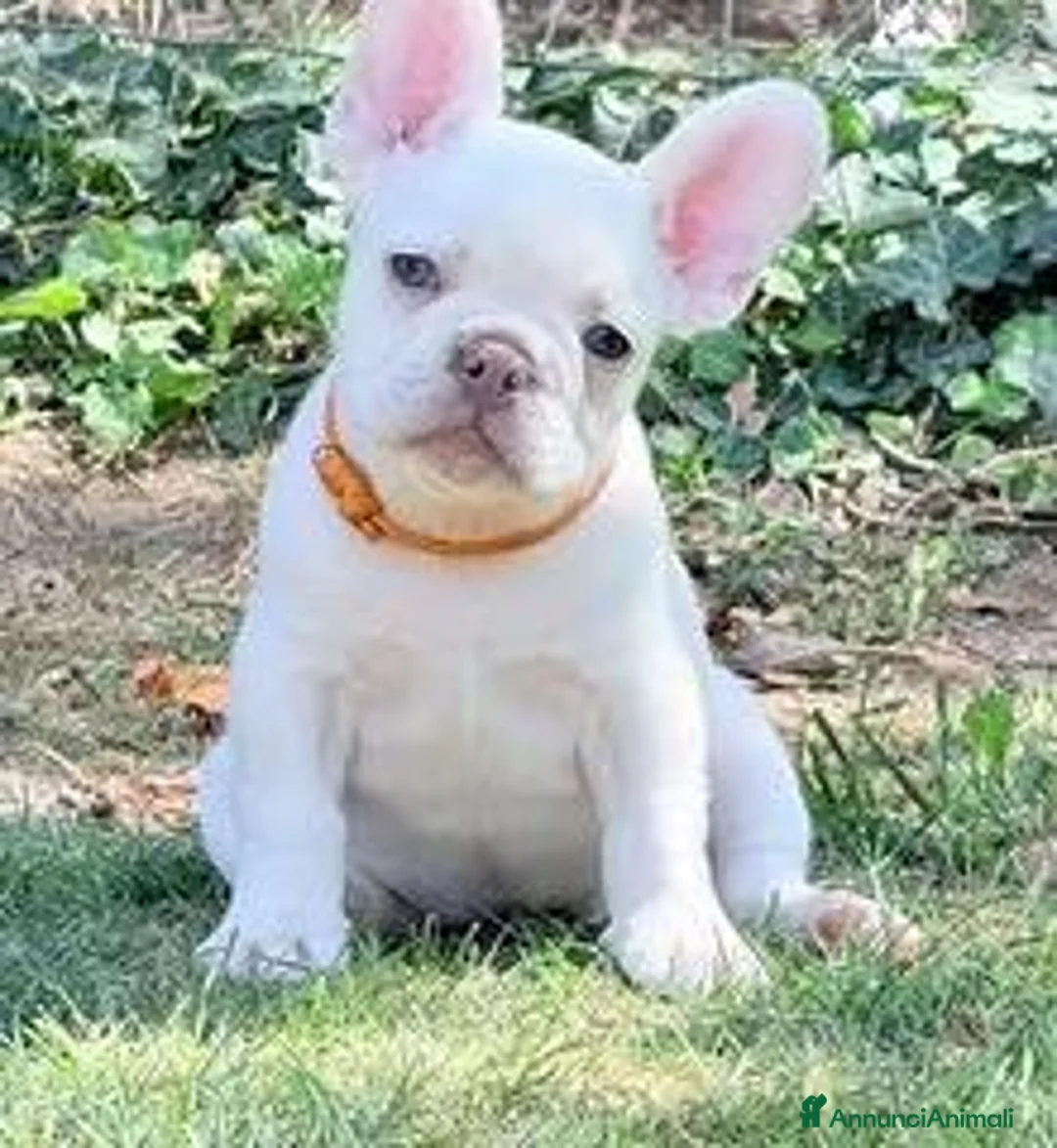 Bulldog Francese cani in vendita: Cucciole bulldog francese - Annuncio 6