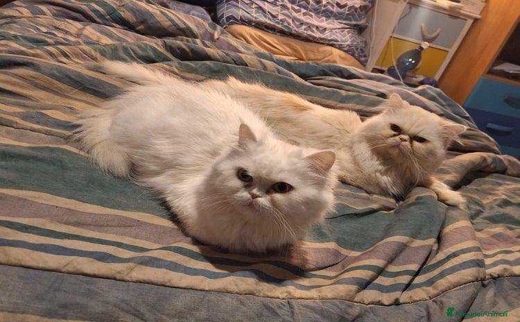 Persiano gatti a Provincia di Brescia - Annuncio 17