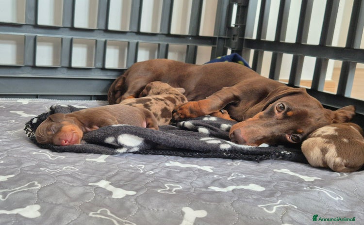 Bassotto cani a Città metropolitana di Roma Capitale - Annuncio 12