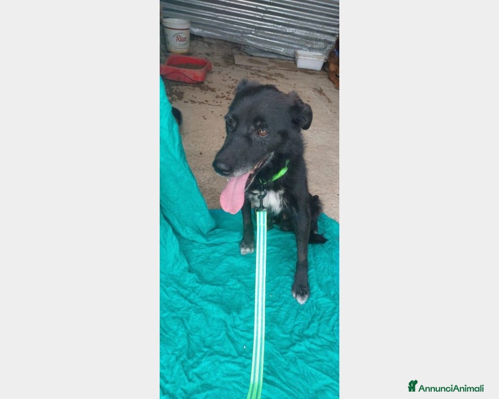 Meticcio cani 5anni,kg12,neroVIVEVA SUL TETTO!!SICILIA URGE CASA a Milano - Annuncio 15