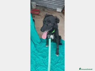 Meticcio cani 5anni,kg12,neroVIVEVA SUL TETTO!!SICILIA URGE CASA a Milano - Annuncio 1