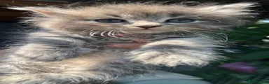Siberiano 4