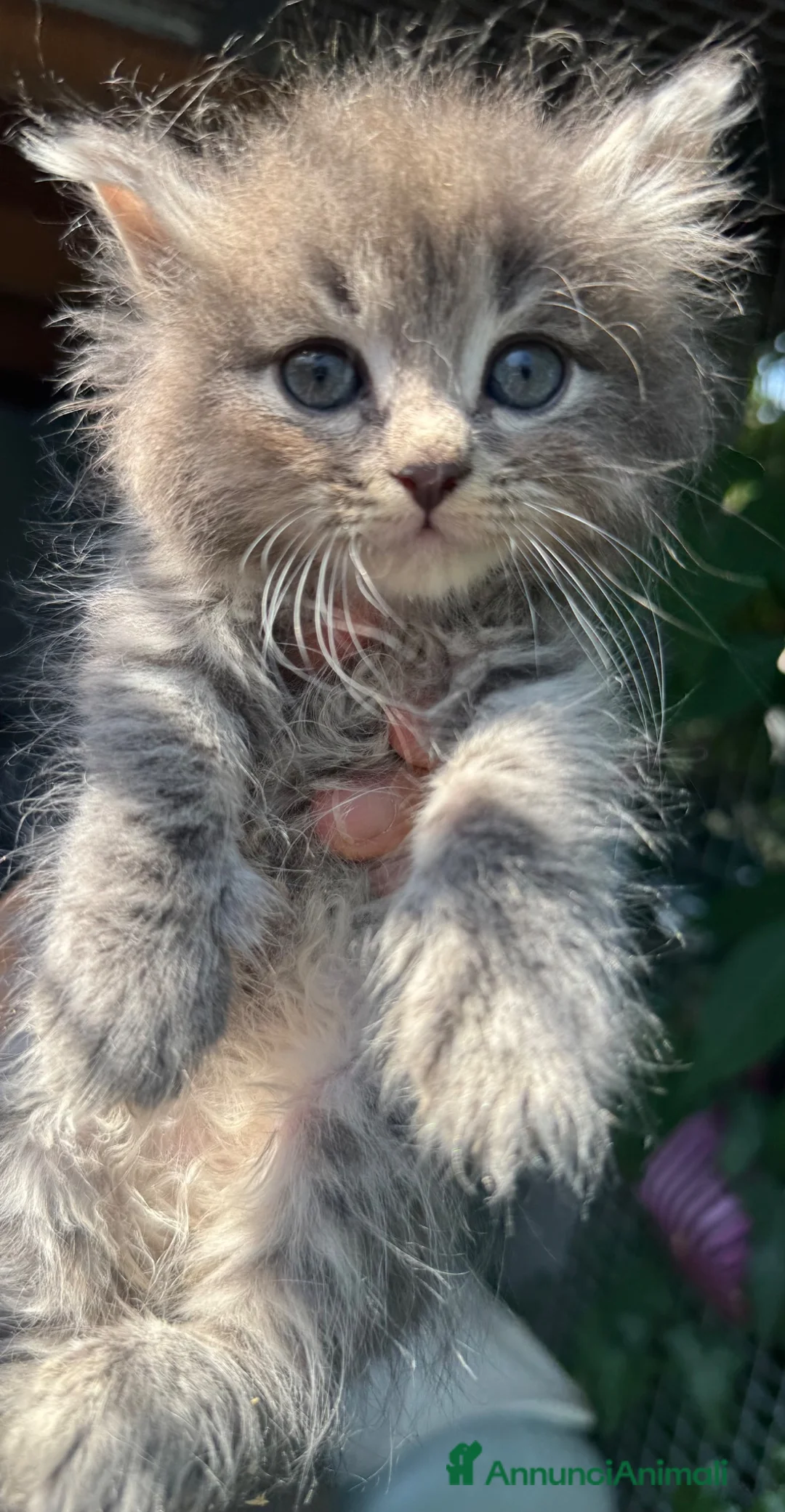 Siberiano gatti in vendita: CUCCIOLI SIBERIANO ALLEVAMENTO ANFI - Annuncio 2