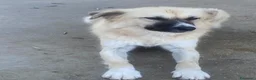 Meticcio cani in regalo: Burka 1 anno, buonissima - Annuncio 9