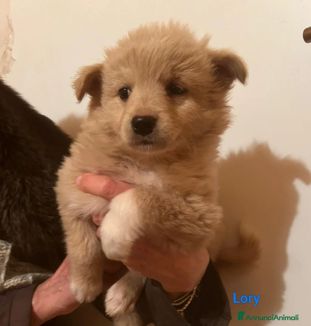 Meticcio cani in regalo: Cuccioli simil volpino cercano casa a Città metropolitana di Milano - Annuncio 2