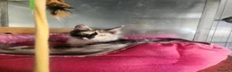 Maine Coon gatti in vendita: Maine coon  - Annuncio 6