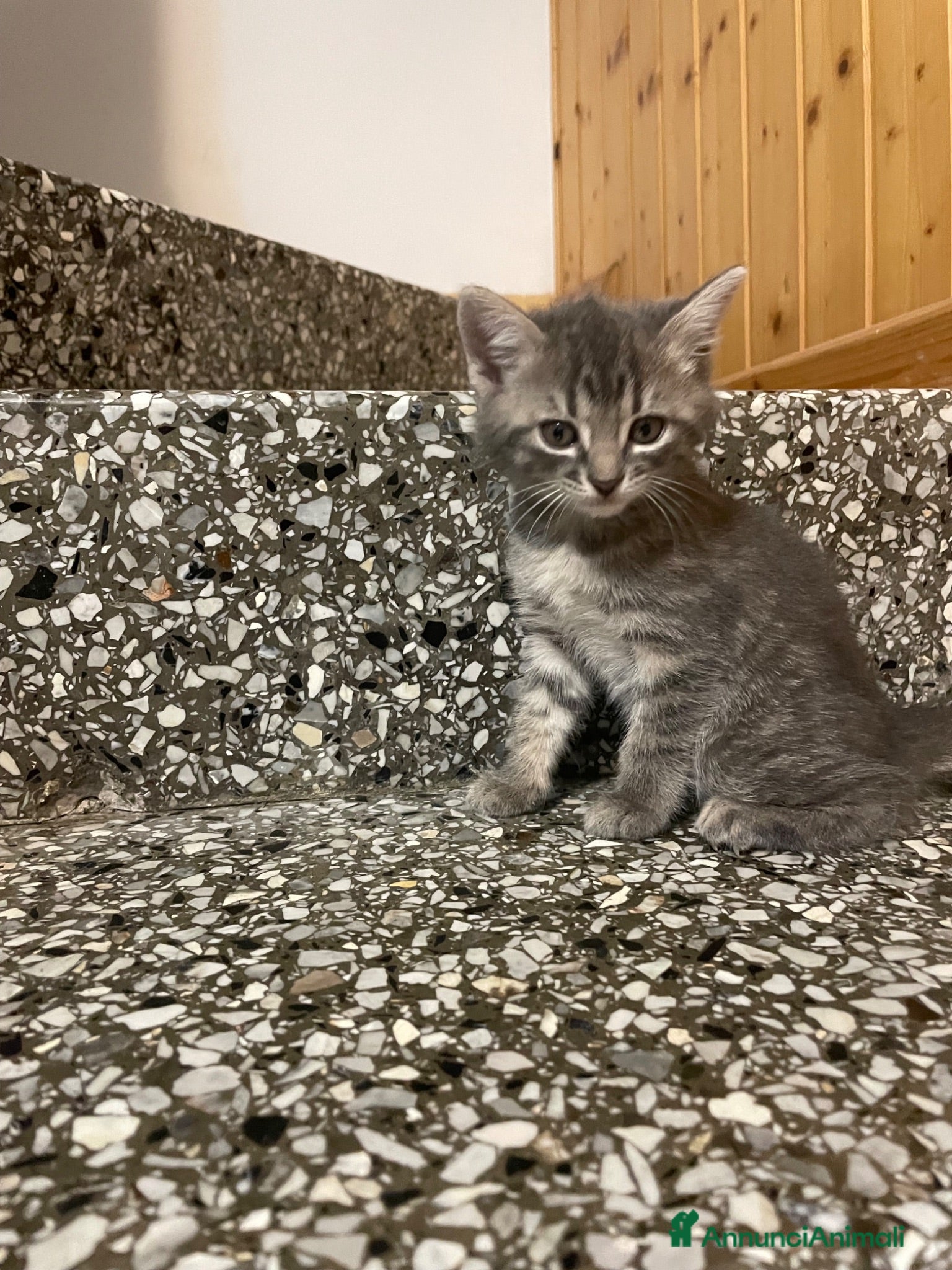 Meticcio gatti Gattina giocosa  - Annuncio 15