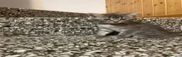 Meticcio gatti in vendita: Gattina giocosa  - Annuncio 1