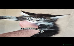 Maine Coon gatti in vendita: Maine Coon black Tabby  a Città metropolitana di Milano - Immagine 3
