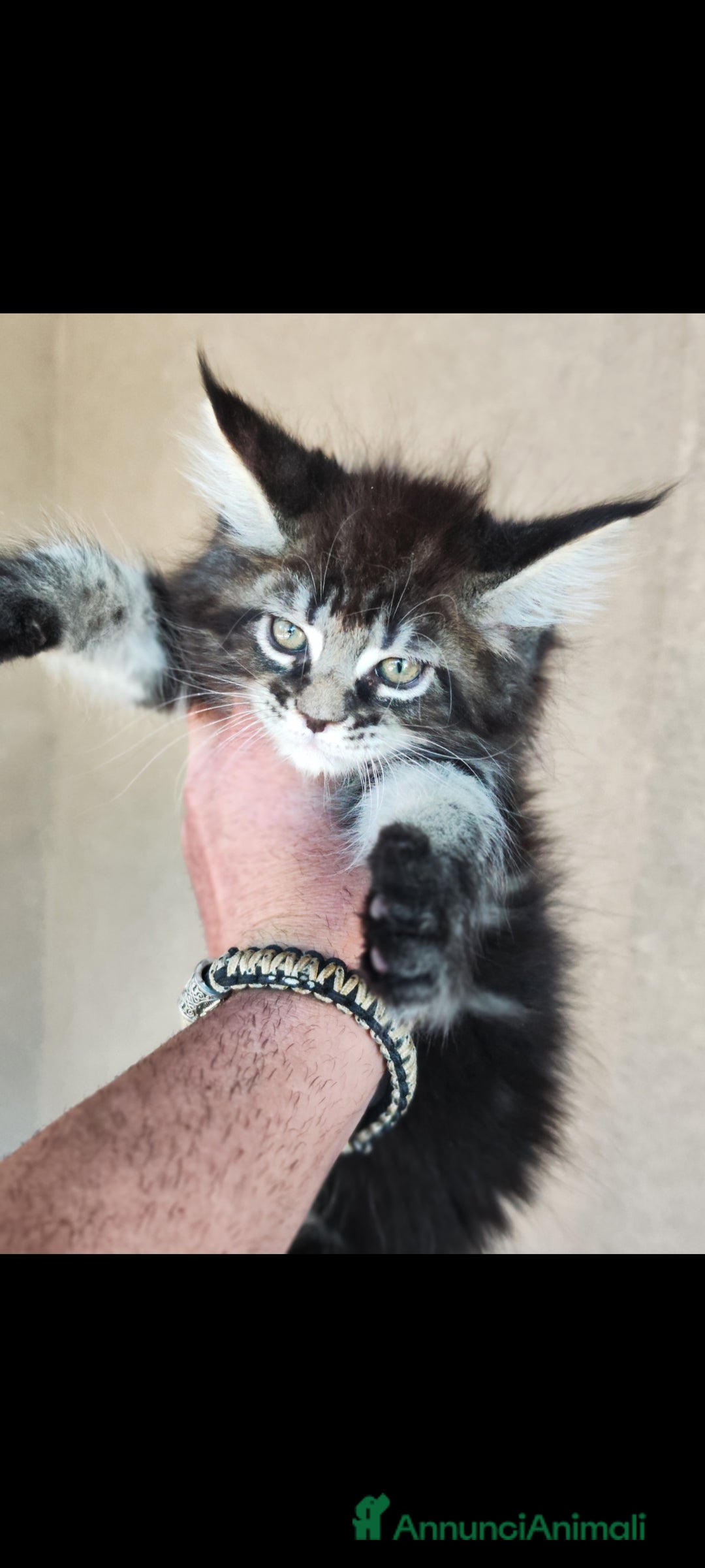 Maine Coon gatti in vendita: Maine Coon black Tabby  a Città metropolitana di Milano - Immagine 3