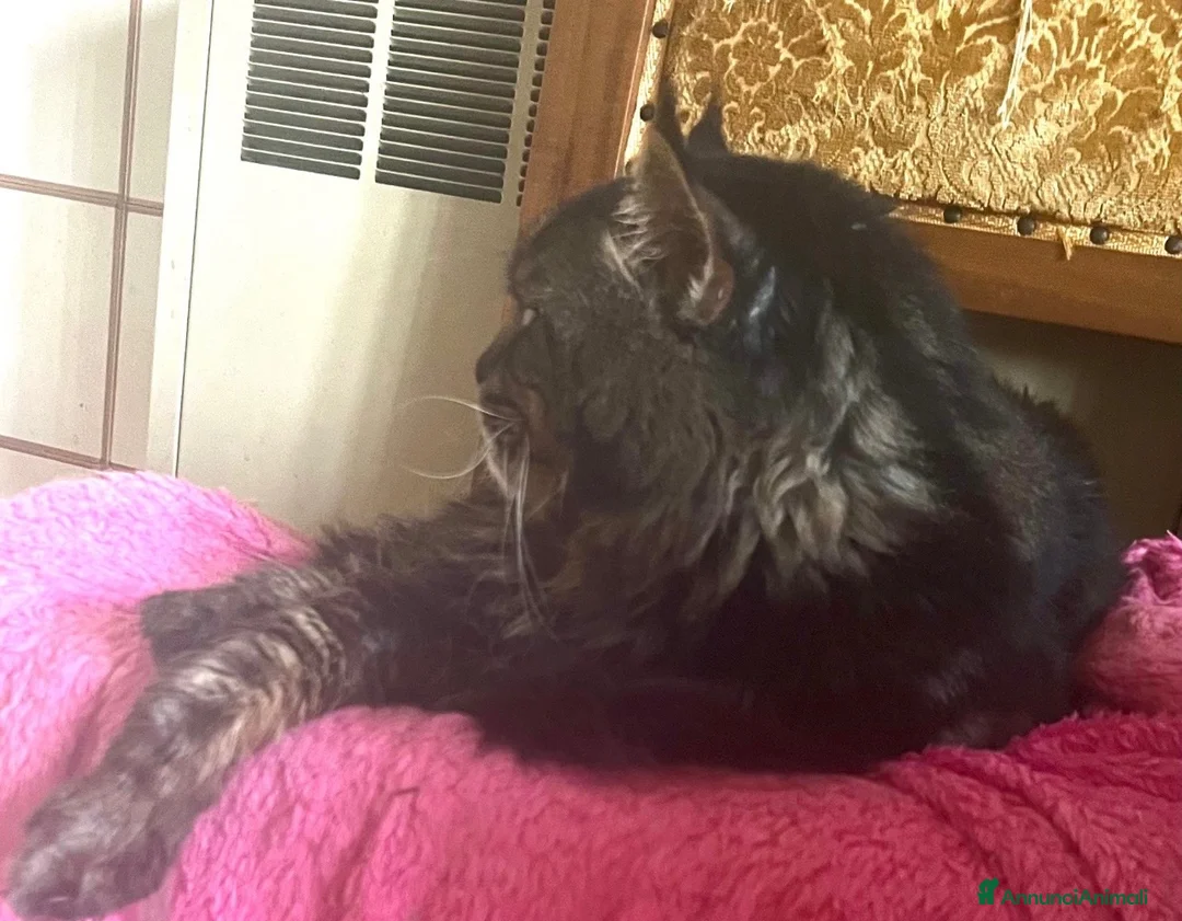 Maine Coon gatti in vendita: Maine Coon cuccioli a Provincia di Ferrara - Annuncio 2