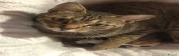 Meticcio gatti in regalo: GATTA ADULTA - Annuncio 3