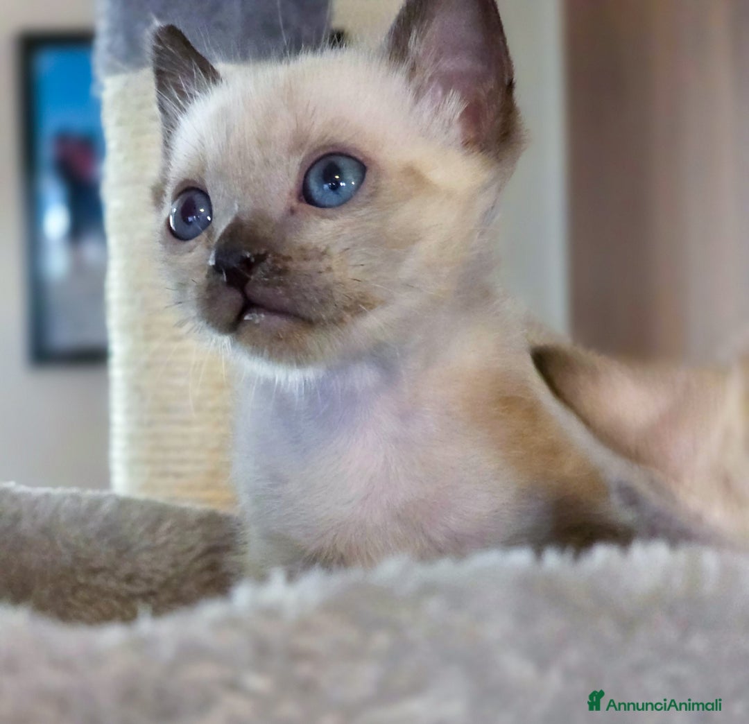 Bengala gatti in vendita: Cucciolo gatto bengala  - Annuncio 20