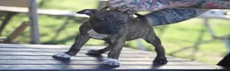 Pitbull cani in vendita: Cuccioli Pit Bull con pedigree anche a rate - Annuncio 23