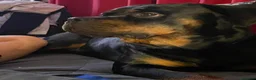 Rottweiler cani in vendita: Rottweiler Maschio Adulto con Pedigree a Provincia di Pavia - Annuncio 5