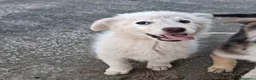 Meticcio cani in regalo: EROS 💙 una nuvola bianca. Con quattro zampe. a Città Metropolitana di Torino - Annuncio 2