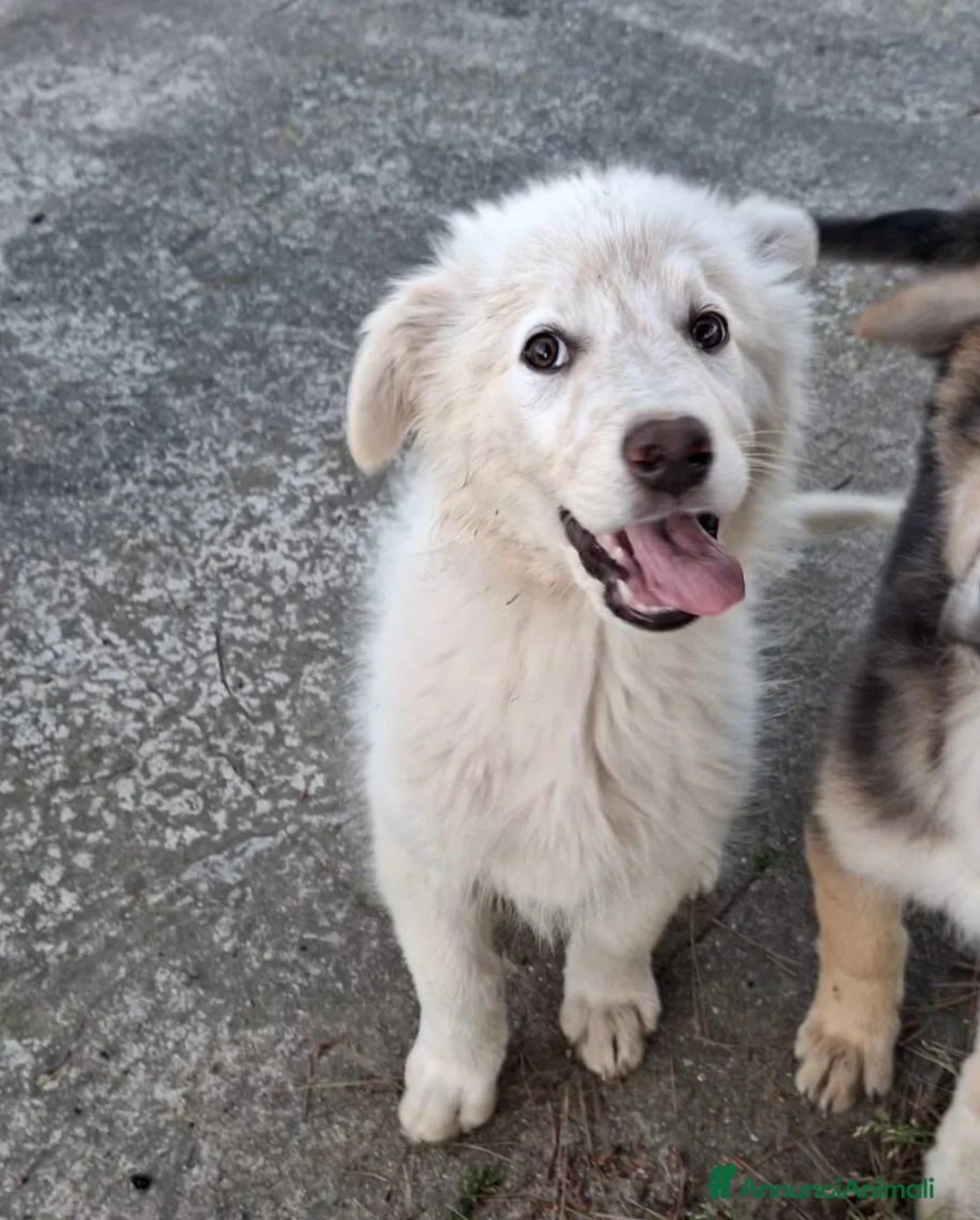 Meticcio cani in regalo: EROS 💙 una nuvola bianca. Con quattro zampe. a Città Metropolitana di Torino - Annuncio 2