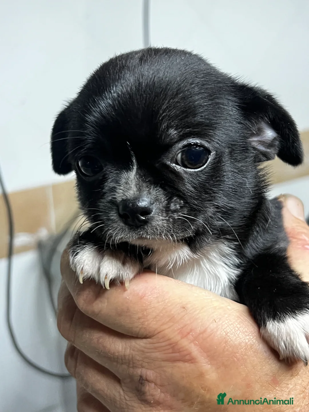 Chihuahua cani in vendita: Chihuahua - Annuncio 1