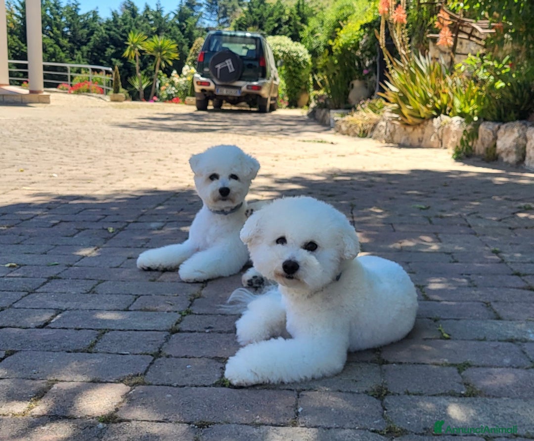 Bichon cani in vendita: cuccioli di bichon frise- prenotazioni in corso - Annuncio 4