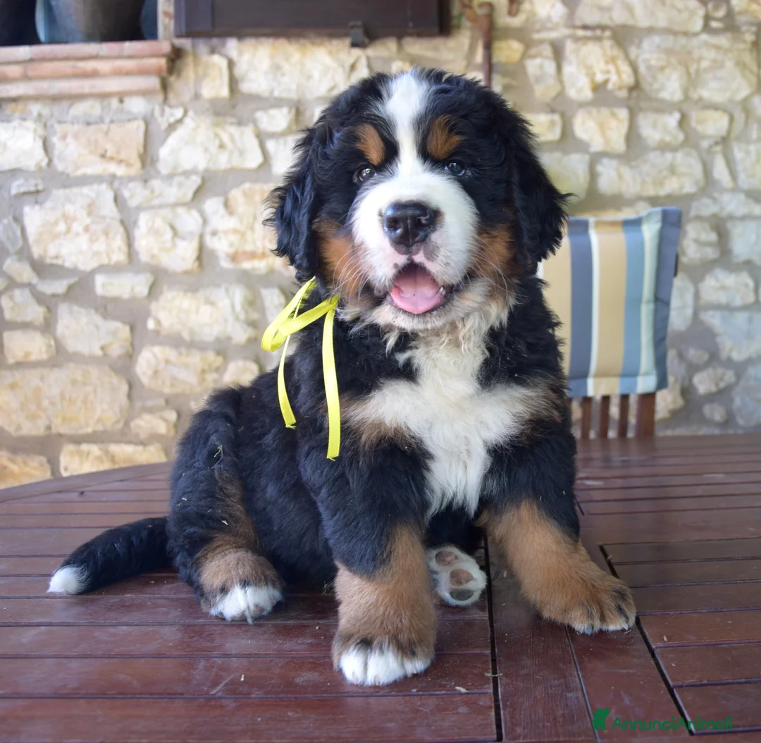 Immagine della galleria {{count}}