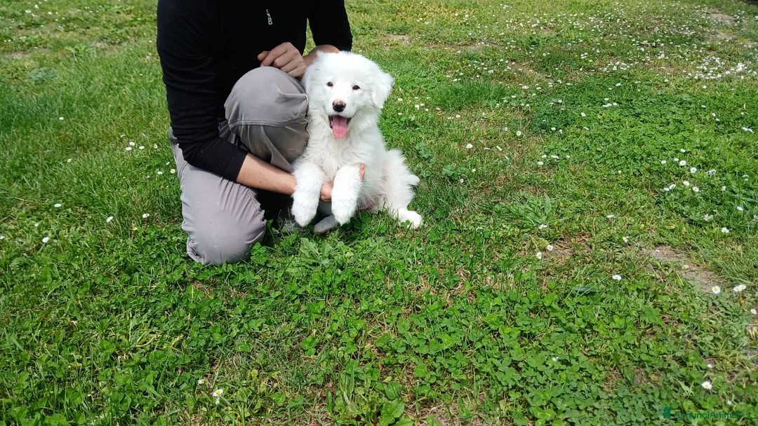 Meticcio cani in regalo: TUNDRA SPLENDIDA CUCCIOLA IN CERCA D'AMORE - Annuncio 4