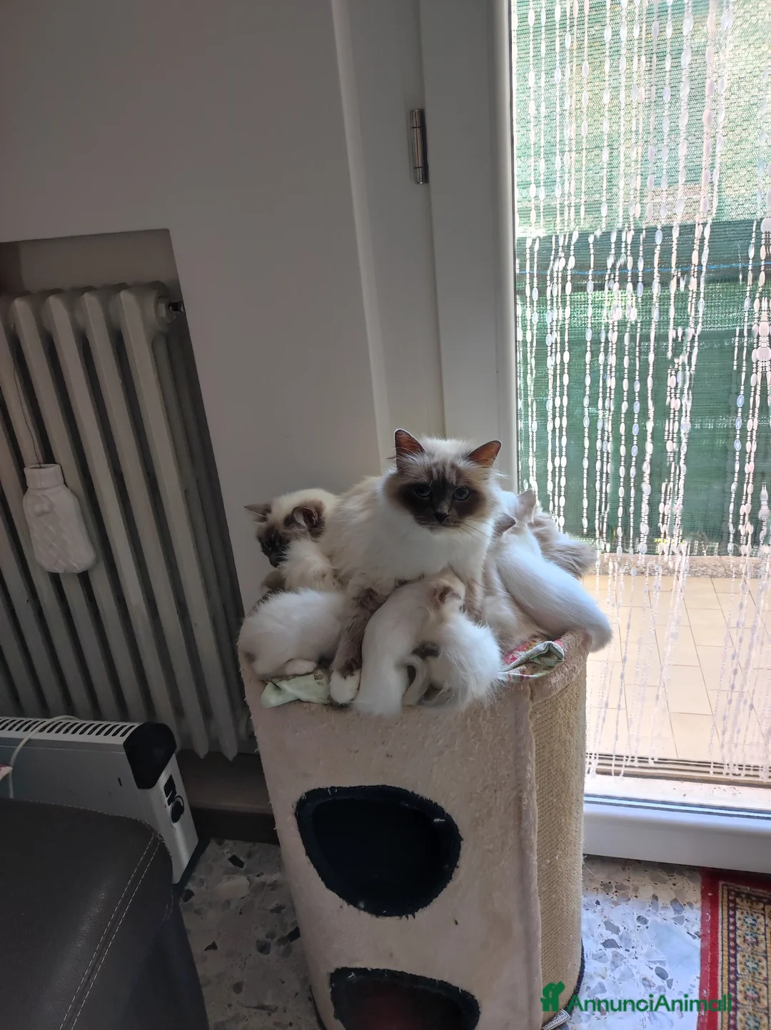 Sacro di Birmania gatti in vendita: Cuccioli di Sacro di Birmania  - Annuncio 8