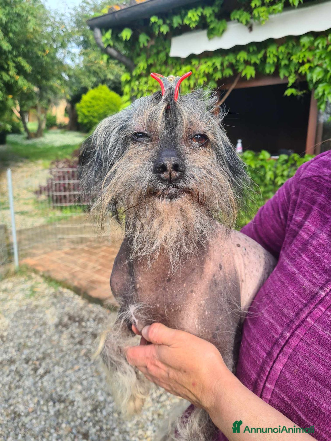 Altre razze cani in regalo: KIWI, simpaticissimo CANE NUDO CINESE. Tg piccola. - Annuncio 6