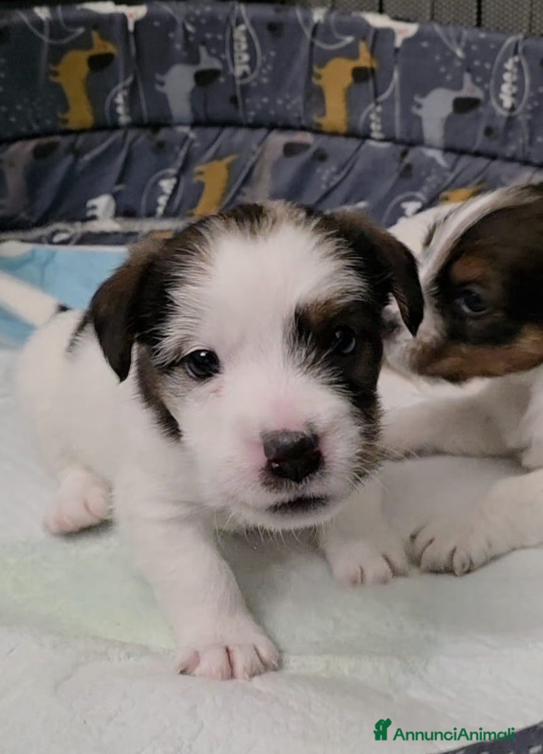 Jack Russell cani in vendita: Cuccioli di Jack Russell Broken e Ruvidi - Annuncio 7